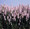 Delphinium Larkspur Qis Series Light Pink