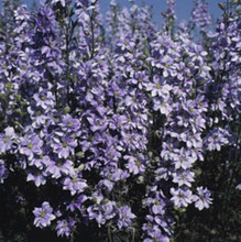 Delphinium Larkspur Qis Series Light Blue