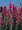 Delphinium Larkspur Qis Series Carmine