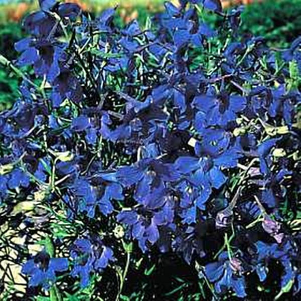 Delphinium Belladonna Oriental Blue Perennial Seeds