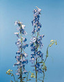 Delphinium Belladonna Belladonna Cliveden