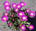 Delosperma Ice Plant Sutherlandii