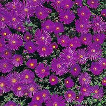 Delosperma Ice Plant Starburst