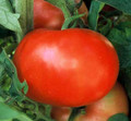 Supersonic Tomato