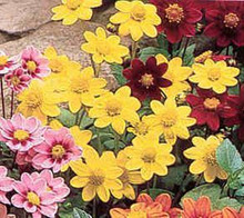 Dahlia Milano Series Yellow