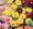 Dahlia Milano Series Yellow