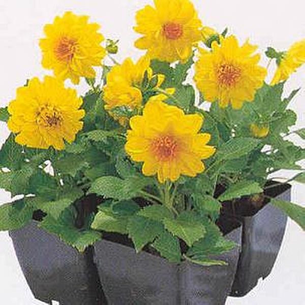 Dahlia Figaro Series Yellow Shades Annual Seeds