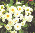 Dahlia Figaro Series White Shades