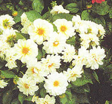 Dahlia Figaro Series White Shades