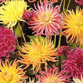 Dahlia Cactus Flowered Hybrids