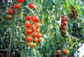Small Red Cherry Tomato