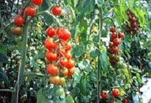 Small Red Cherry Tomato