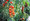 Small Red Cherry Tomato