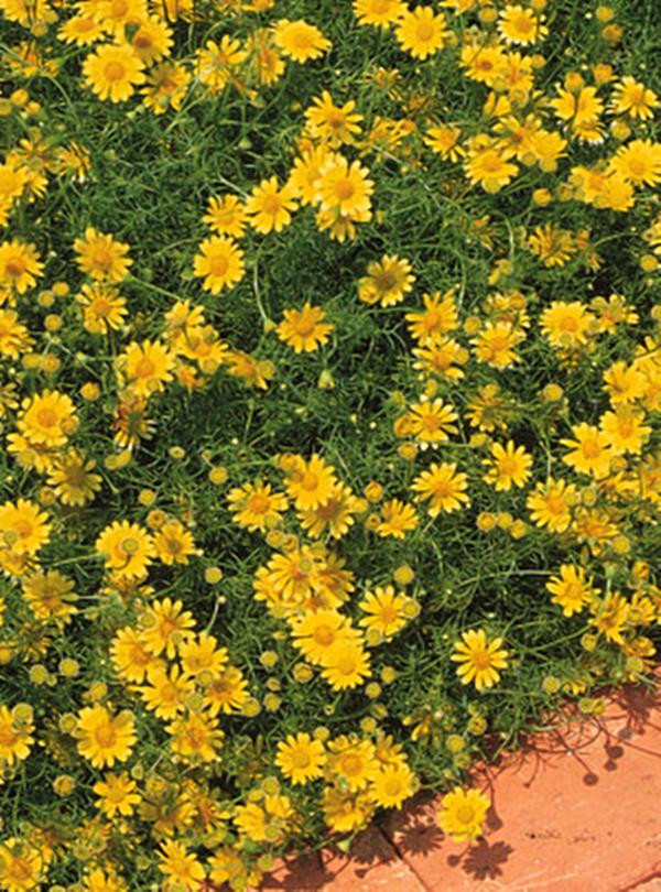 Dahlberg Daisy Golden Fleece Annual Seeds