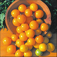 Czechs Excellent Tomato