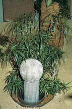 Cyperus Umbrella Plant