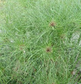 Ornamental Grass Seed - Cyperus Papyrus