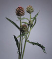 Cynara Cardoon Cardunculus