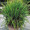 Ornamental Grass Seed - Cymbopogon Citratus