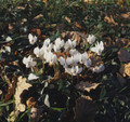 Cyclamen Neapolitanum