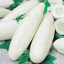Cucumber White Wonder