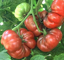 Purple Calabash Tomato