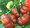 Purple Calabash Tomato