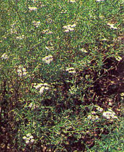 Herb Seeds - Cumin