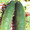 Cucumber Burpless #26