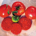 Crnkovic Yugoslavian Heirloom Tomato