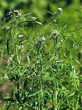 Herb Seeds - Cress Curled Pepper Grass