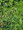 Herb Seeds - Cress Curled Pepper Grass