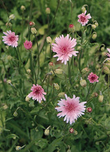 Crepis Rubra Rose