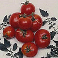 Creole Tomato