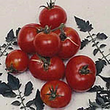 Creole Tomato