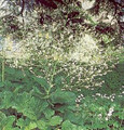 Crambe Cordifolia