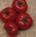 Coustralee Tomato