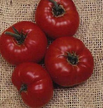 Coustralee Tomato