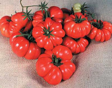 Costoluto Genovese The Ugly Tomato