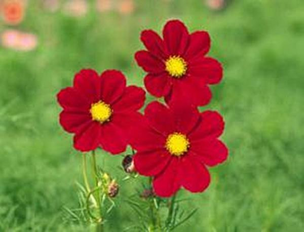 Cosmos Versailles Series Red Annual Seeds