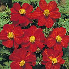 Cosmos Sunny Series Red