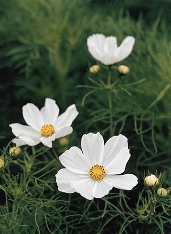 Cosmos Sensation Series White Purity Annual Seeds