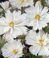 Cosmos Psyche White