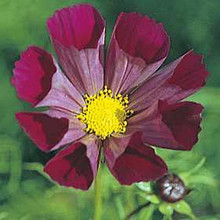 Cosmos Pied Piper Red
