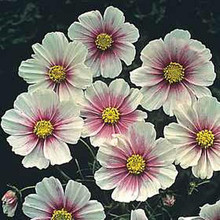 Cosmos Hinomaru