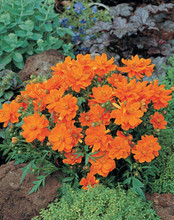 Cosmos Cosmic Series Orange