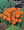 Cosmos Cosmic Series Orange