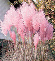 Ornamental Grass Seed - Cortaderia Pampas Grass Selloana Pampas Pink