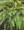 Corydalis Cheilanthifolia