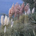 Ornamental Grass Seed - Cortaderia Pampas Grass Selloana Mix